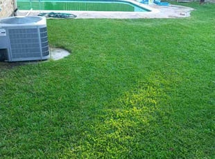 Nilza L.'s grass maintenance service result
