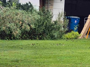 Belinda E.'s grass maintenance service result