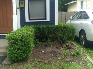 Adrienne N.'s Bush Trimming service result