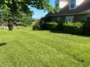David D.'s lawn service service result