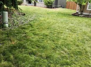 Timothy A.'s turf care service result