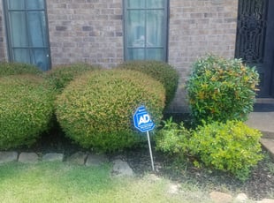 Reno P.'s Bush Trimming service result