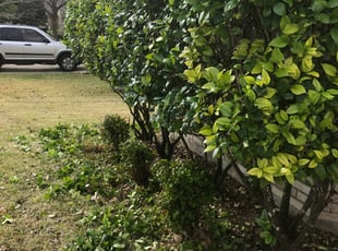 Wesley T.'s Bush Trimming service result