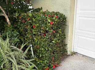 Leslie W.'s Bush Trimming service result