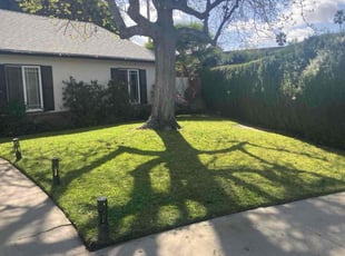 Elaine B.'s turf care service result