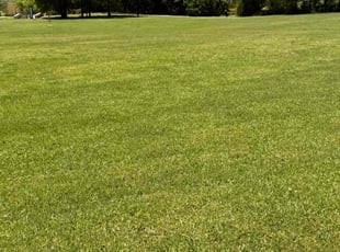 Shelby B.'s lawn service service result