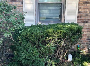 Rachelle B.'s Bush Trimming service result