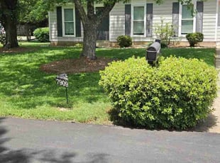 Carlos V.'s grass cutting service result