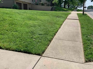 Dominick F.'s lawn maintenance service result