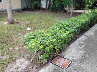Justin J.'s Bush Trimming service result