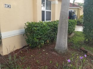 Sonja N.'s Bush Trimming service result