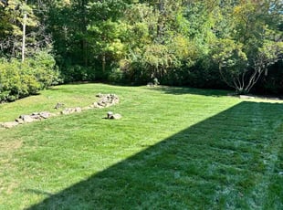 Tony D.'s grass cutting service result