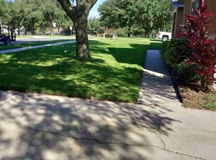 Tom S.'s grass maintenance service result