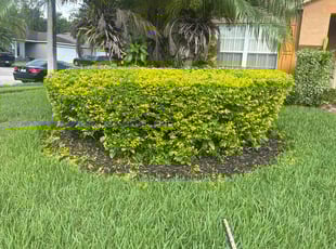 Dennis F.'s Bush Trimming service result