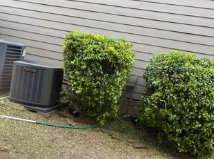 Mike M.'s Bush Trimming service result