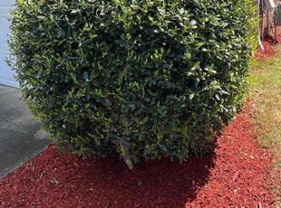 Robert G.'s Mulching service result
