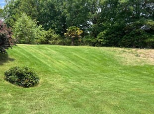 Marcia W.'s turf maintenance service result