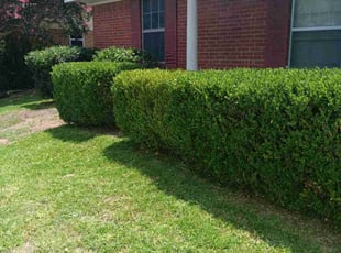Samantha Q.'s Bush Trimming service result