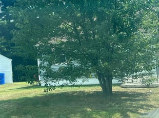 Kathy A.'s lawn maintenance service result