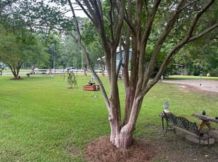 Margaret B.'s lawn service service result