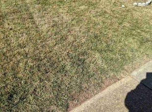 Tim N.'s Bush Trimming service result