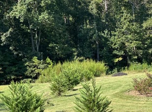 Tamara M.'s turf care service result