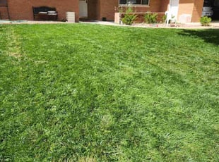 Maury R.'s grass maintenance service result