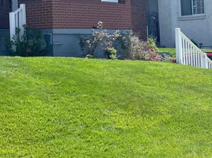 Csilla S.'s turf care service result