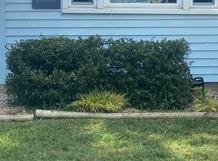 Niti D.'s Bush Trimming service result