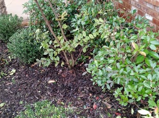 Guadalupe C.'s Bush Trimming service result