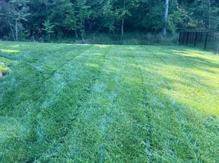 Kevin K.'s grass cutting service result