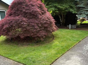 Carla F.'s lawn maintenance service result