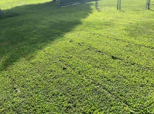 Holly G.'s turf care service result