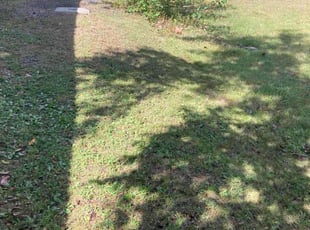 Susan U.'s grass cutting service result