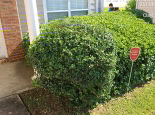 Martha M.'s Bush Trimming service result