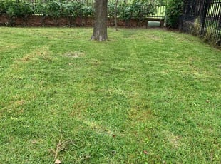 Mike E.'s turf care service result