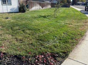 Ivbran M.'s lawn care service result
