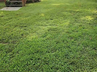 Carolina M.'s turf maintenance service result