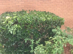 Reddy V.'s Bush Trimming service result