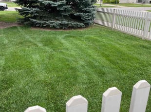 Laura B.'s grass cutting service result