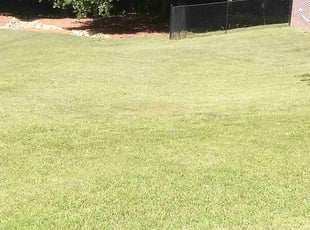 Phyllis B.'s lawn care service result