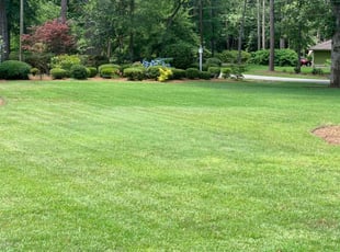 Olenka P.'s lawn care service result