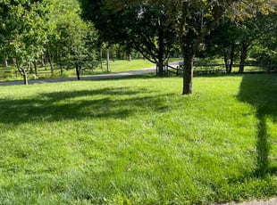 Betty D.'s lawn service service result