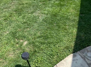 Carl S.'s grass maintenance service result