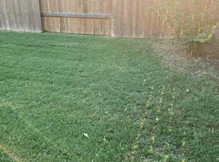 Daniel B.'s lawn maintenance service result