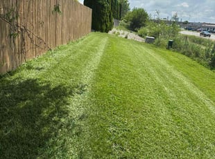 Tramaine R.'s turf maintenance service result