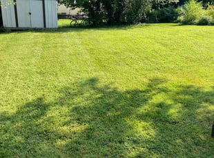 Daniel C.'s turf care service result