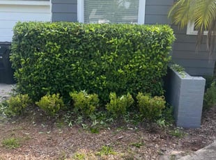 Shana W.'s Bush Trimming service result