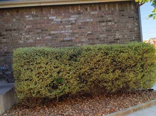 Meredith O.'s Bush Trimming service result