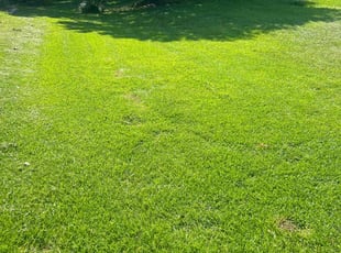 Dennis W.'s grass maintenance service result